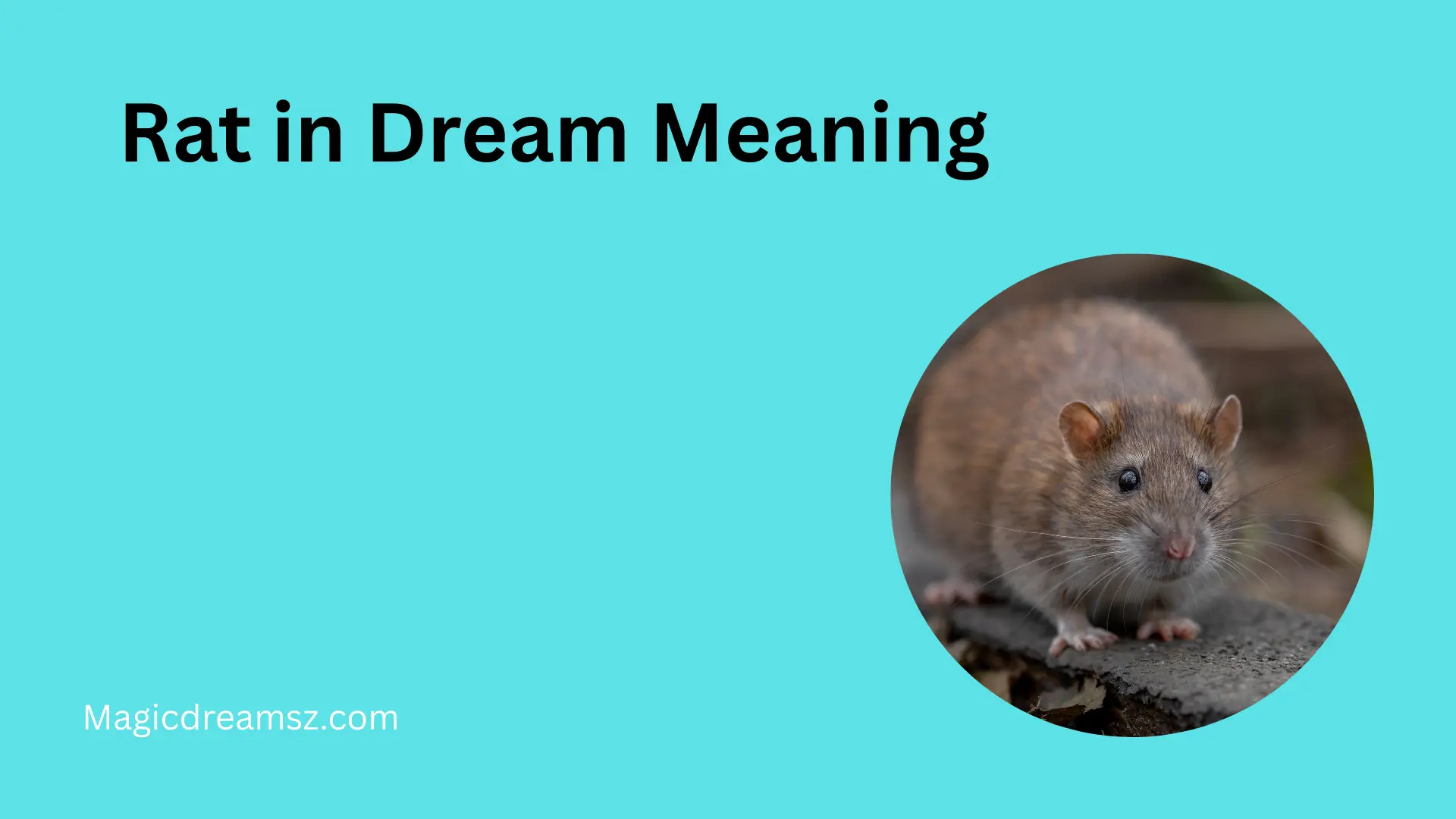 Rat in Dream Meaning