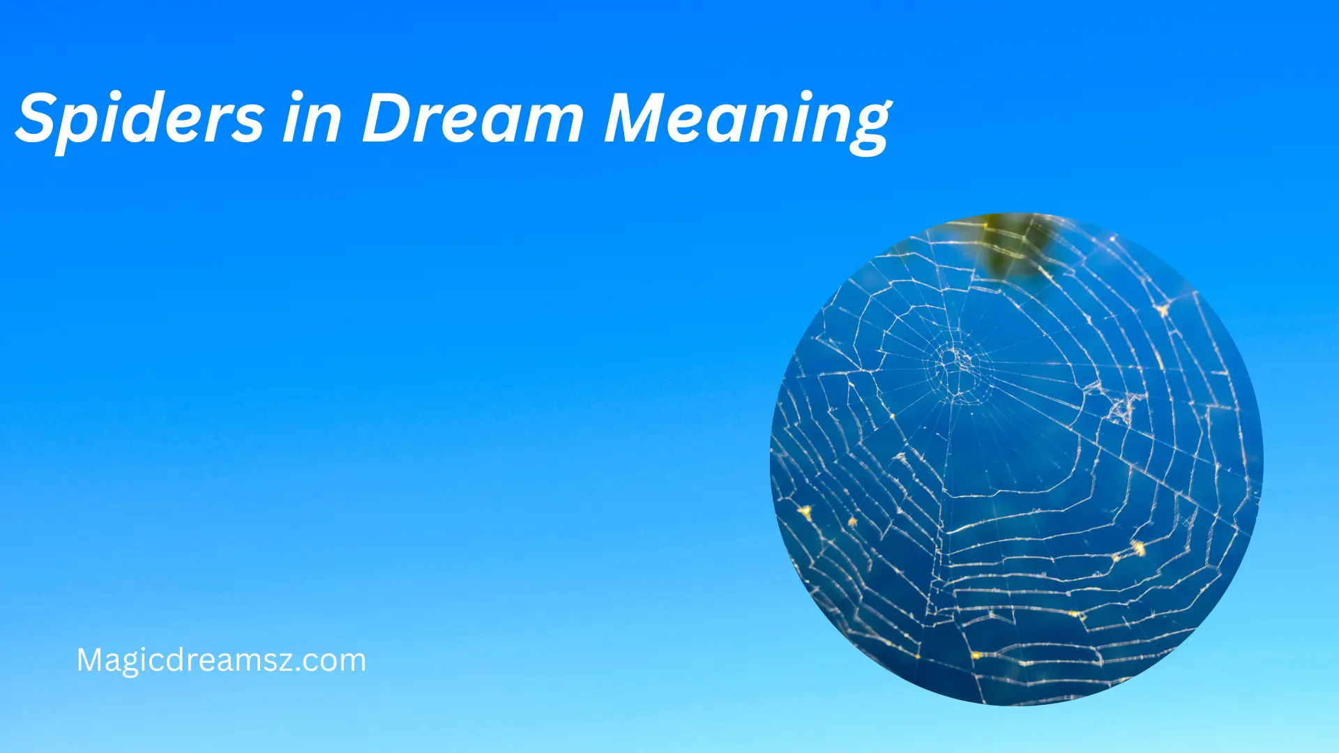 Spiders in Dream Meaning