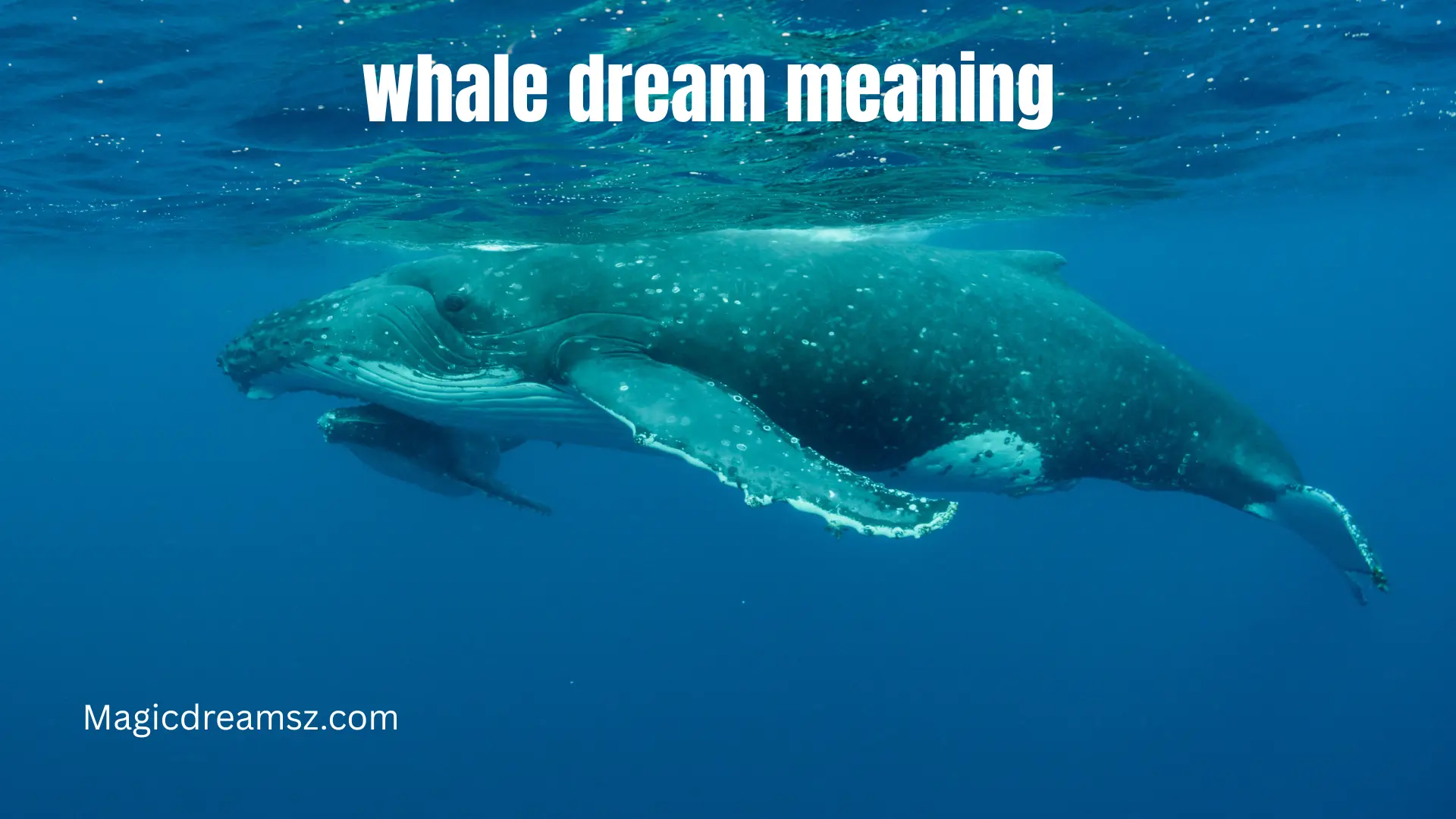 whale dream meaning