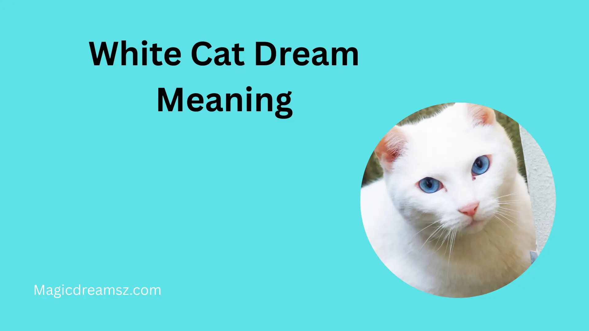 White Cat Dream Meaning
